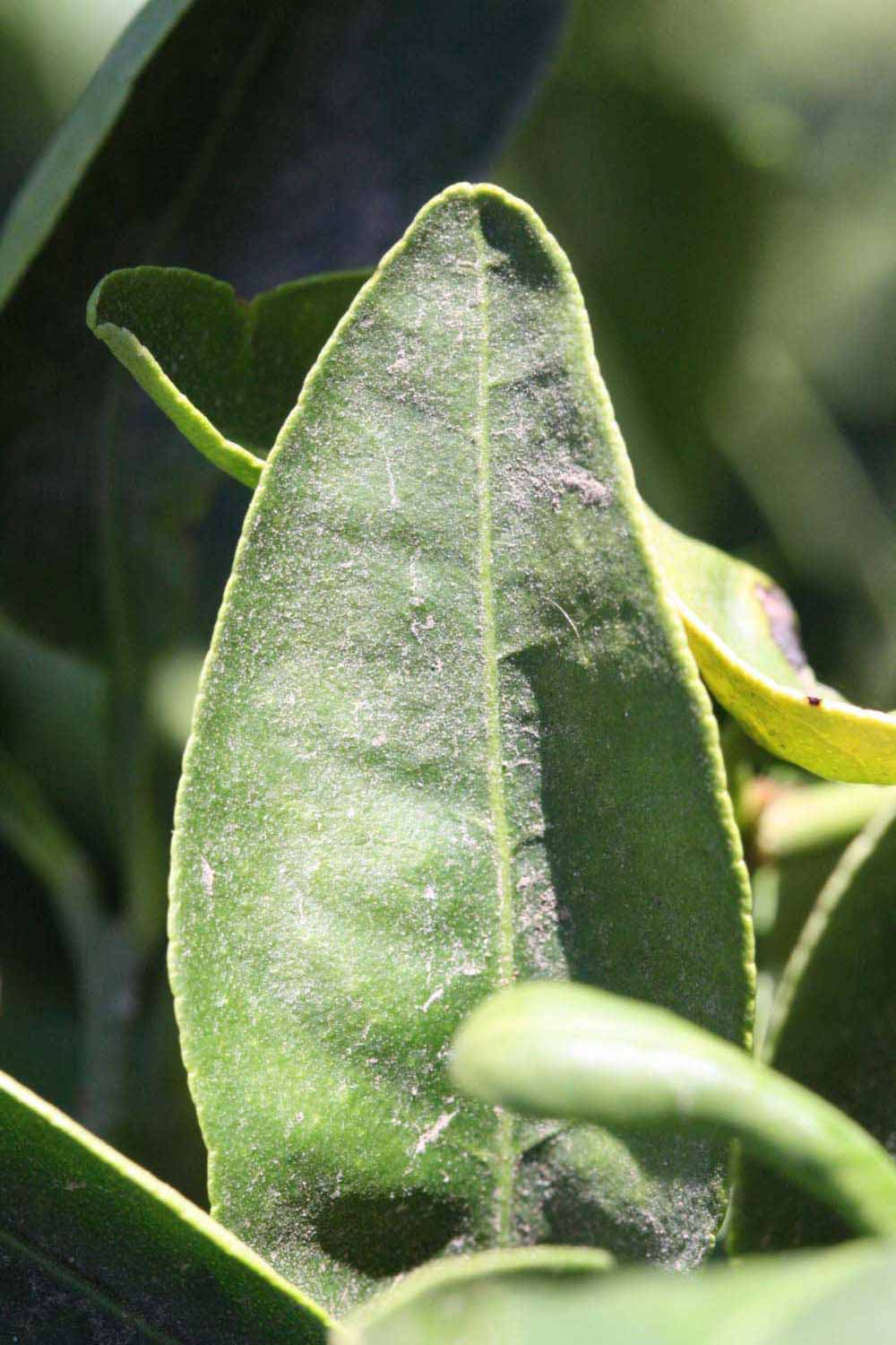              Margin (Riverside, CA)       